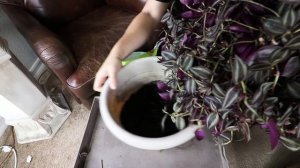 Wandering Jew Plant Care: Growing Tradescantia Zebrina