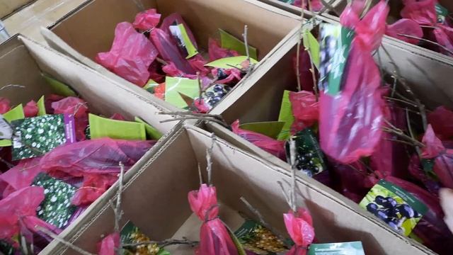 ОБЗОР 2021. ВЫБОР ЯГОДНЫХ КУСТАРНИКОВ В МАГАЗИНЕ "СВЕТОФОР". БУРЯТИЯ. смотреть онлайн