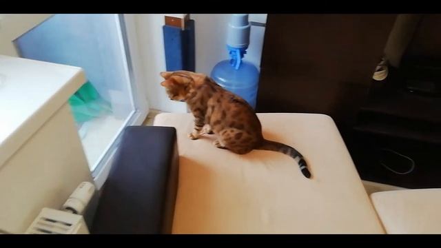 Немного о НАШЕЙ КОШКЕ/Сава САМ себя ПОДСТРИГ/нам СОБРАЛИ шкаф смотреть онлайн