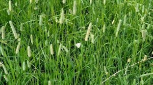 Луг и его обитатели