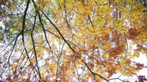 Классическая осенняя музыка | Classic music autumn