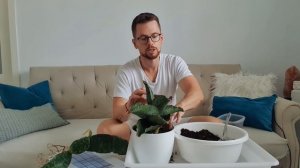 Сансевьерия Dragon Wings?. Разговорная пересадка.