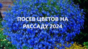 Посев цветов 2024