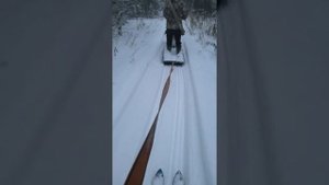 Катание на лыжах на зацепе к мотособака))