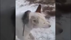 В Якутии морозы до -80 и животные замерзают и умирают на ходу.