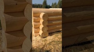 Изготовление сруба бани в чашу работа август 2024.