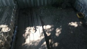 Как не надо строить вольер для кроликов