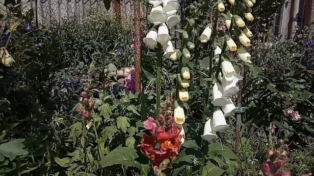 Наперстянка в саду. смотреть онлайн