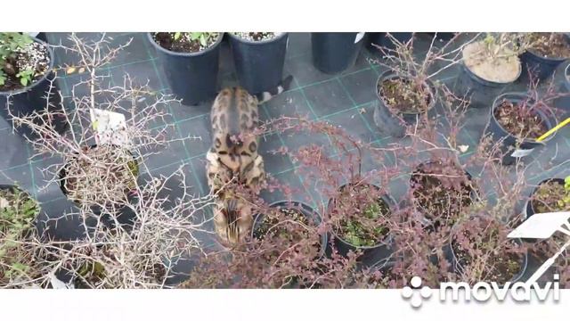 Красавчик "Бенгал"#кошки #lanitv