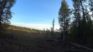 Охота на боровую. Удачное открытие осенней охоты