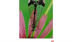 Животные пауки звук