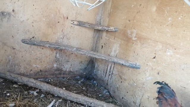 Мой маленький курятник смотреть онлайн