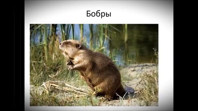 Присурский Заповедник