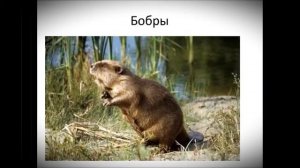 Присурский Заповедник