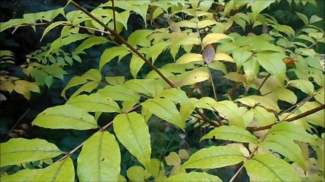 early autumn, types of the autumn forest - relax nature video - ранняя осень, виды осеннего леса смотреть онлайн