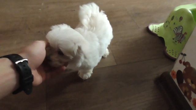 Мальтийская болонка смотреть онлайн