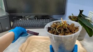 Орхидея-пень. Есть ли шанс на выживание?
