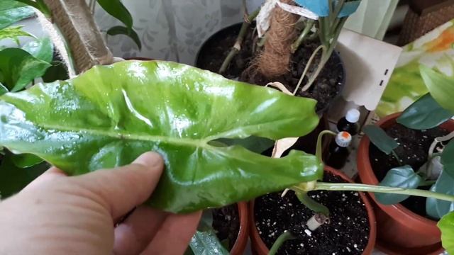 Комнатные растения. Scindapsus (Epipremnum ) Jade Satin / Dark Velvet . Philodendron Paraiso Verde. смотреть онлайн