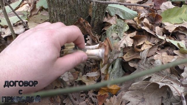 ОПЁНОК осенний ВПЕЧАТЛЯЕТ размерами  "Armillaria mellea" Сезон 2019.