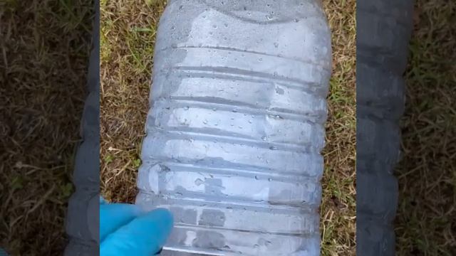Реанимация роз, после неудачной зимовки ?