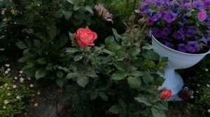 Розы. Пересорт от питомника Элит. Сорт из Леруа Мерлен.