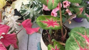 I got light veins Maranta! Houseplants & garden plants shopping haul May 2022-petunia,caladium