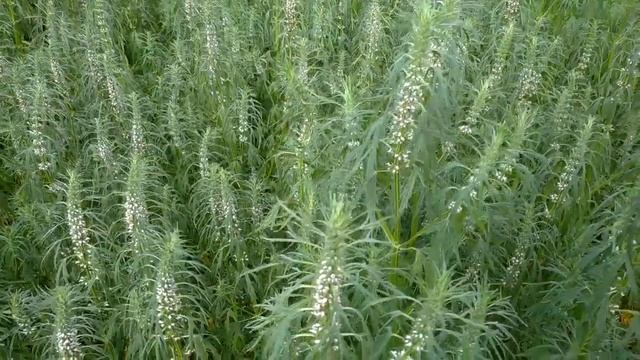 медоносы: фацелия, пустырник и липа. смотреть онлайн