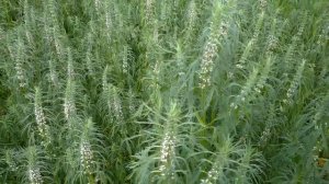 медоносы: фацелия, пустырник и липа.