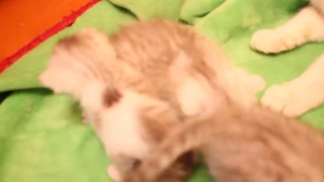 Шотландские котята -3 недели