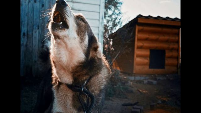 Удачная была на днях была охота! ( ДУХ ВОЛКА!) смотреть онлайн