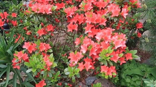 Geisha Orange--Рододендрон японский —– или АЗАЛИЯ ЯПОНСКАЯ смотреть онлайн