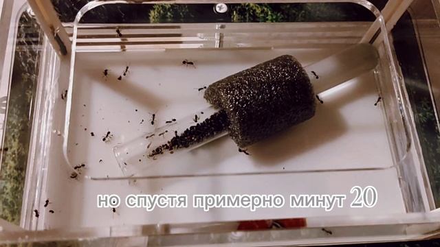 Свобода.mp4