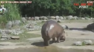 Как какает  бегемот