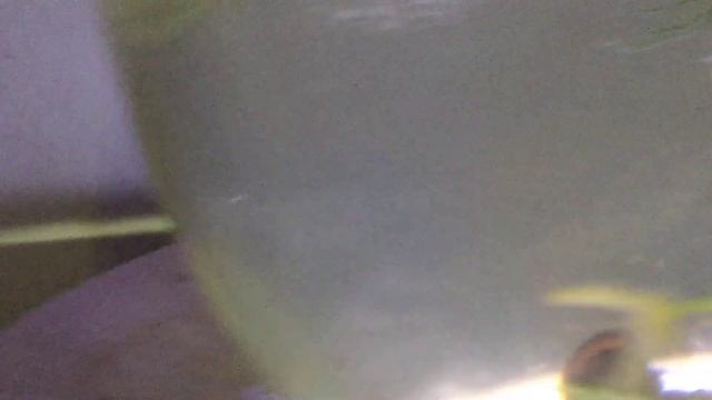 Гуппи против улиток!