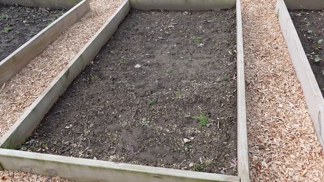 Harvesting Daffodils, Planting Starflower and Ammi Majus, Garden Updates // Northlawn Flower Farm смотреть онлайн