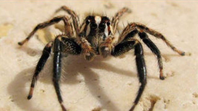 Паук аса фото Паук аса фото