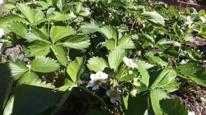 Розы не боятся морозов, а вот виноград загрустил....? Последствия ночных заморозков.