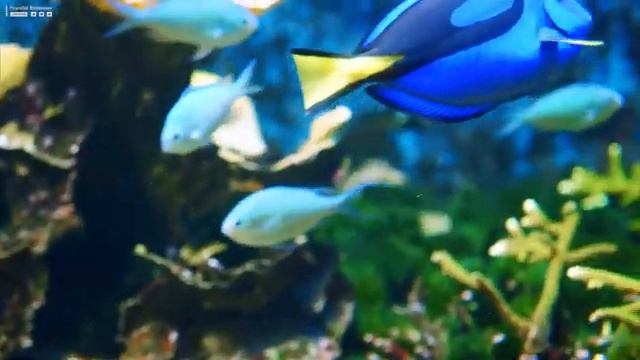 Aquarium 4K (UHD) - Relaxing Music with Relaxing Oceanscapes - Beautiful Relaxing Coral Reef Fish смотреть онлайн