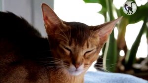 Перевозка животных. Какие документы нужны для путешествия с кошкой?