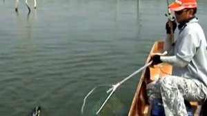 Ловля гигантского змееголова  в Тайланде.