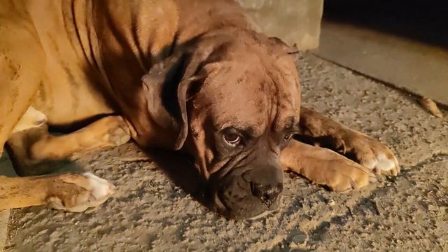 Собака породы немецкий боксер беспомощно сидит! Арнюха заскучал, под ночной костер смотреть онлайн