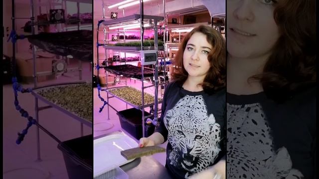 Как выращивать на агровате микрозелень?