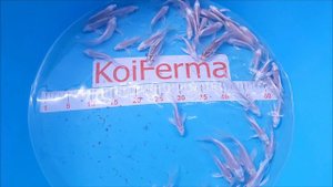 Вуалевые карпы Кои ПЛАТИНА 👍👍👍 Старт селекции