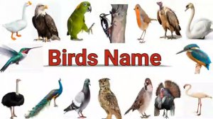 АНГЛИЙСКИЙ (English Birds 20)