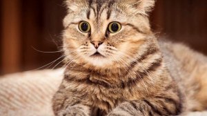 аудио книга Евгений Чеширко "дневник кота"