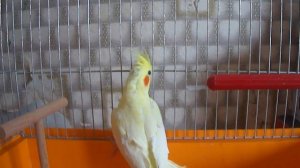 Корелла-птенец 2 месяца.