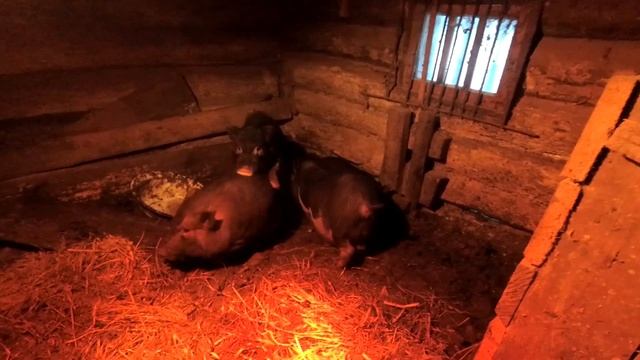 Птица и Поросята голодать не будут Закупил корма смотреть онлайн