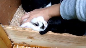 Кролиководство. Проверяем окролы. Одуванчики для кроликов.