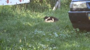 Кошки! Дерутся!