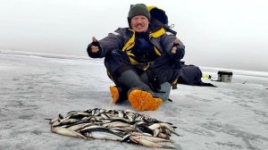 корюшка Белого моря , ловим корюшку на Белом море